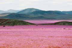 世界最干燥沙漠大雨過后花開遍地 猶如童話世界